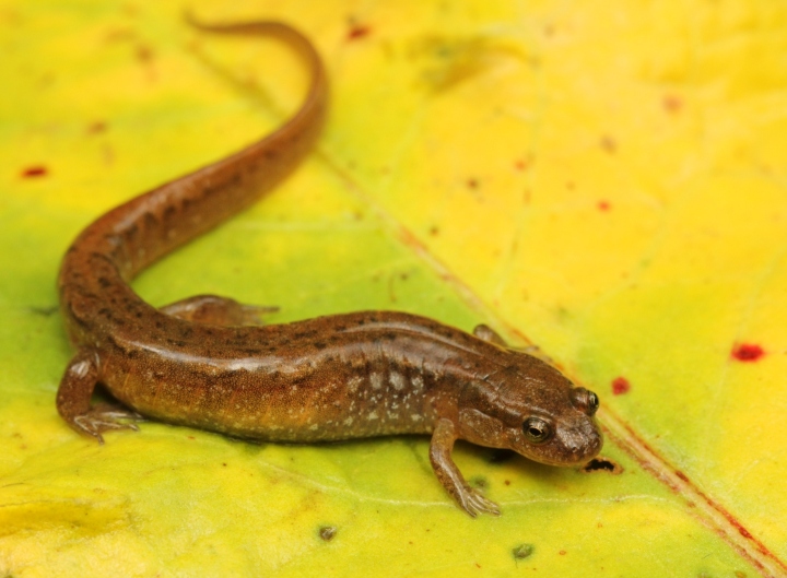 Dusky Salamander